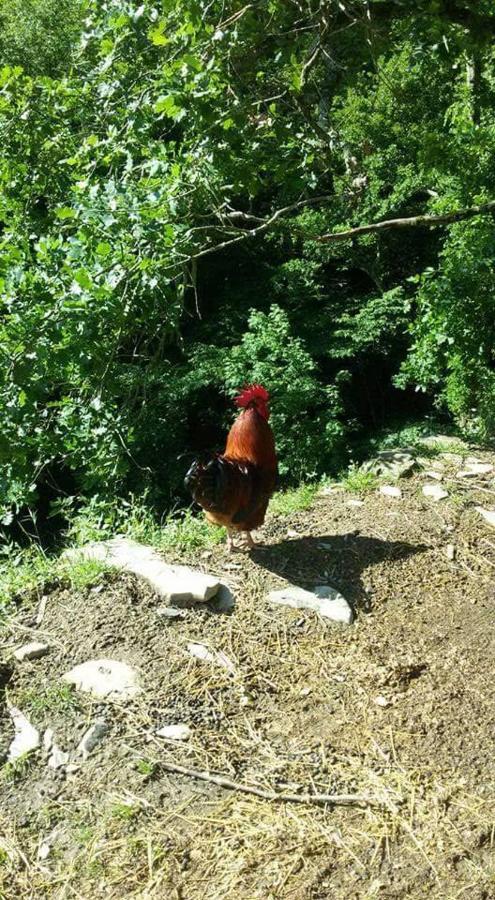 B&B Le Colline Di Bana Camogli Zewnętrze zdjęcie