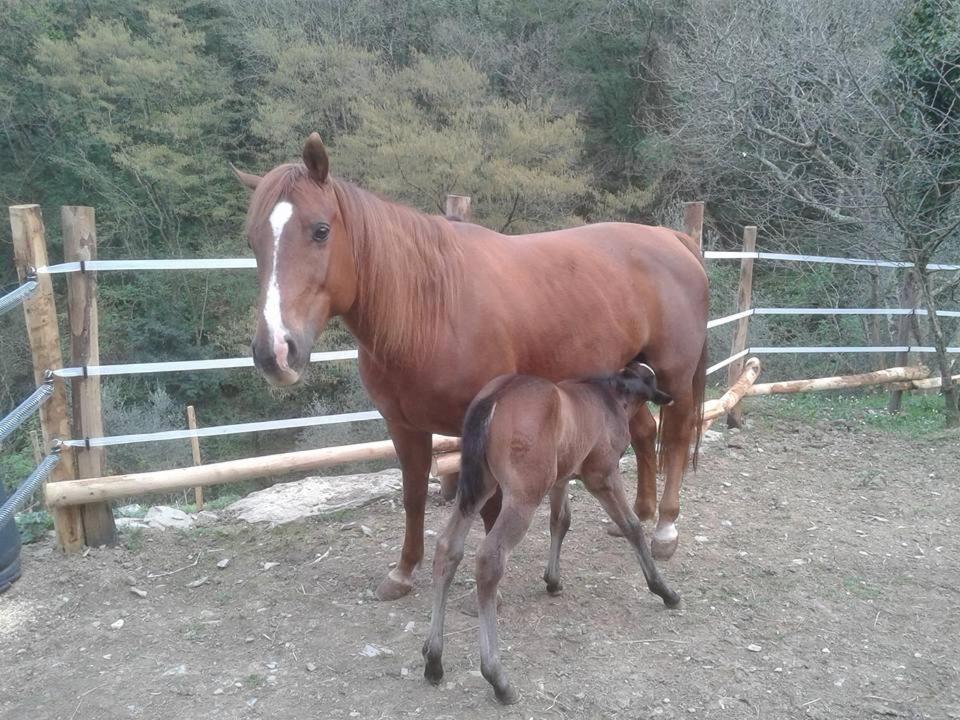 B&B Le Colline Di Bana Camogli Zewnętrze zdjęcie