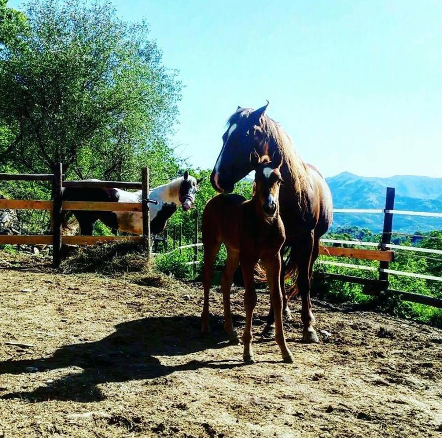 B&B Le Colline Di Bana Camogli Zewnętrze zdjęcie