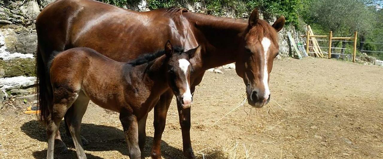 B&B Le Colline Di Bana Camogli Zewnętrze zdjęcie